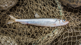 Tere tulemast Pärnu Meritindi Festivalile!
