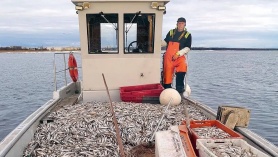 Tere tulemast Pärnu Meritindi Festivalile!