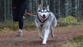 Koertekross_Kairi Lumberg